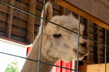 White llama looking out from a zoo enclosure, close-up wildlife portrait showing a curious animal behind the protective fence © Juli