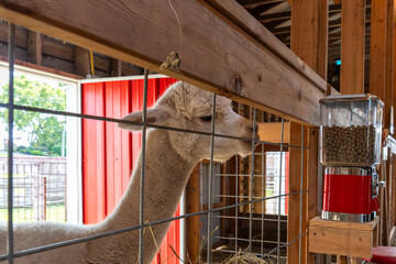 White llama looking through a wire fence at a zoo, with a feeder filled with animal food nearby, capturing a curious wildlife encounter © Juli