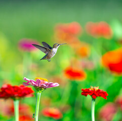 Obraz premium close up on flying ruby throated hummingbird above flower