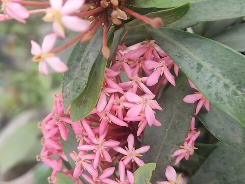 pink ixora flowers blooming with dark green leaves