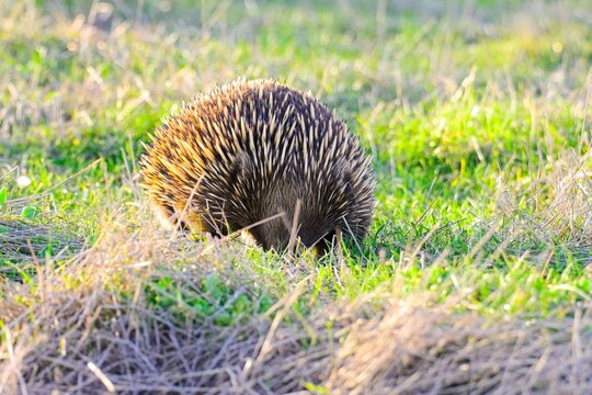 Short-beaked echidna forgaing at sunset, Summerlands, Phillip Island, Victoria Australia