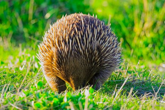 Short-beaked echidna forgaing at sunset, Summerlands, Phillip Island, Victoria Australia