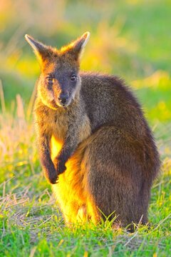 Old swamp wallaby at sunset, in the golden sunset light, Summerlands reserve, Millowl, Phillip Island, Victoria, Australia