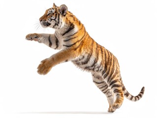 Fototapeta premium Wildlife, a young tiger leaps forward with both front paws raised, showing its striped coat against a white background.
