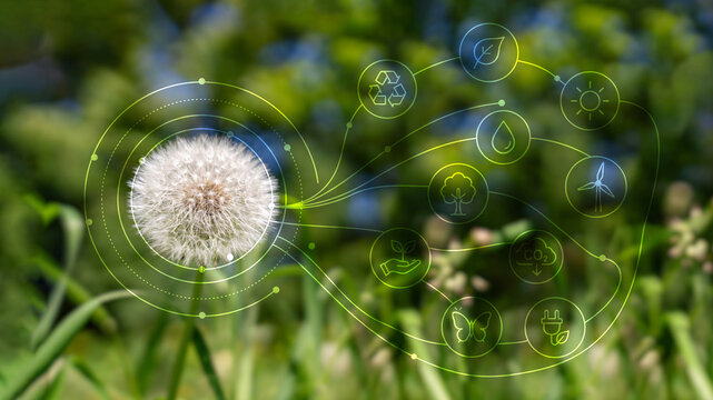 Dandelion with sustainability icons in green nature background.
