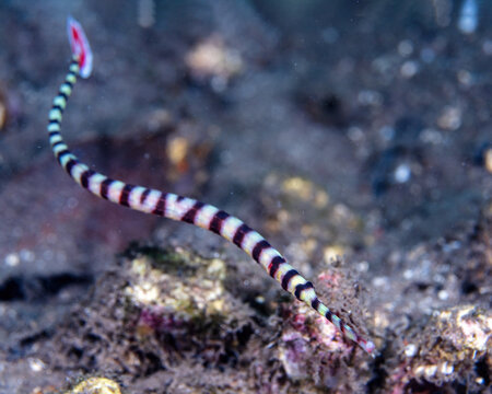 banded pipefish, Dunckerocampus dactyliophorus, in Tufi fjords, Papua New Guinea