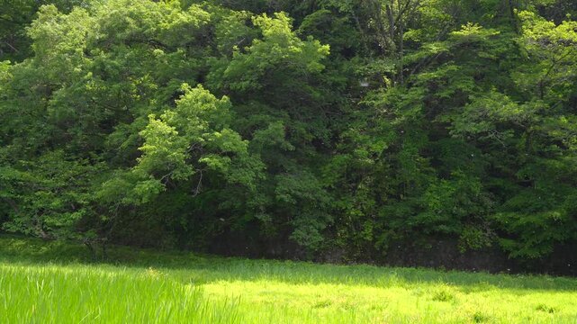 【新城】柳の大木から吹雪のように舞う綿毛