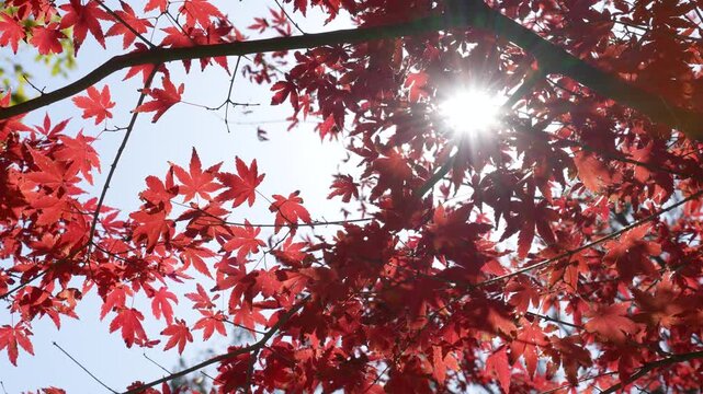 紅葉を逆光でティルトアップ撮影した4Kスローモーション動画