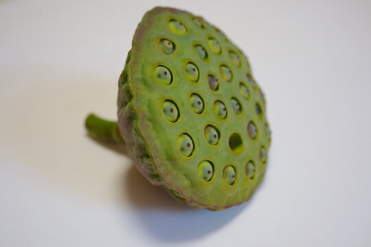 蓮の茎の切り口