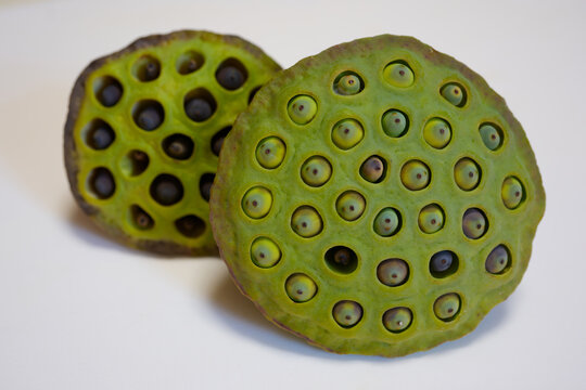 蓮の茎の切り口