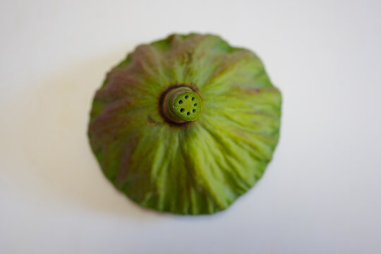 蓮の茎の切り口