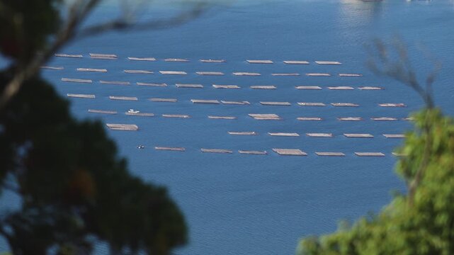 Oyster raft farming in Hiroshima Bay, Seto Inland Sea, Japan, aerial view of aquaculture rafts on water, Miyajima Island, Hiroshima Prefecture, Chugoku, seafood industry, rows of rafts. shellfish farm