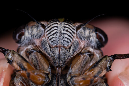 cicada close up 
