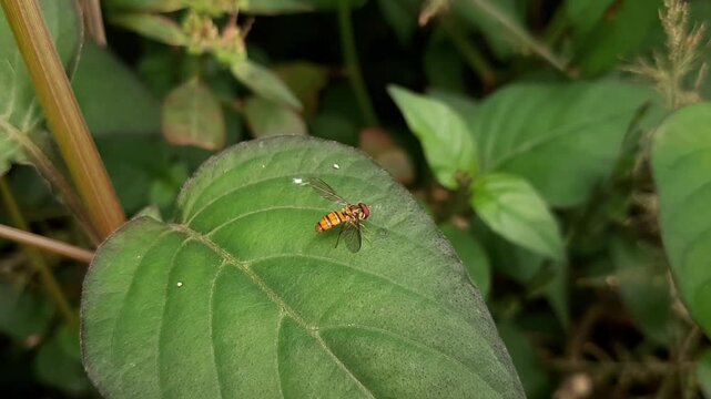 Syrphid fly perched on a plant leaf, viewed from a high macro angle
