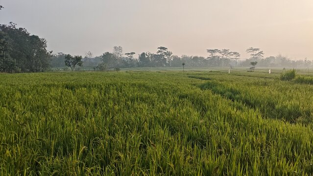 Wide scenic view of lush green rice fields on a misty morning