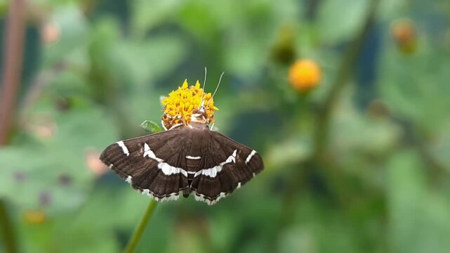 Hawaiian beet webworm moth resting on a blooming yellow blossom with green background