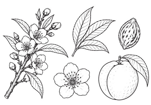 Hand drawn peach tree branch, flowers, leaves, pit and fruit vector illustration set