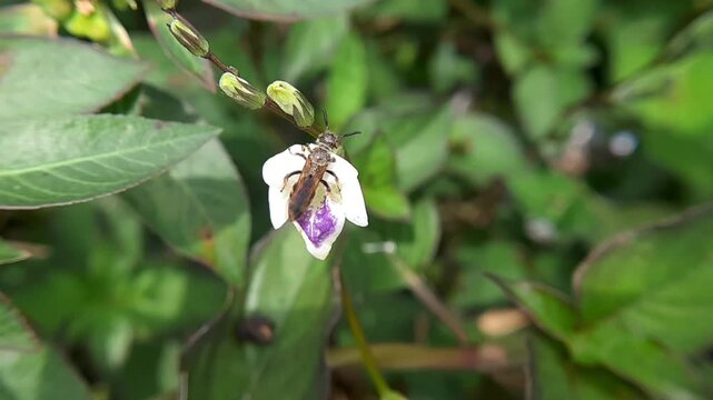 A small cuckoo bee collecting nectar inside a white wildflower in the garden