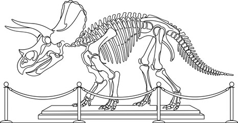Museum display showing a complete skeletal structure of a triceratops dinosaur viewed from the side. © farhan