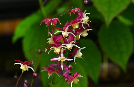  Barrenwort (Epimedium grandiflorum) flowers. In spring, Berberidaceae perennial. it produces unique flowers with petals that curve backward and long, slender spurs that jut out.