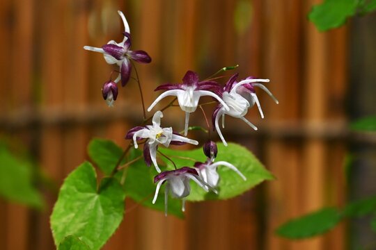  Barrenwort (Epimedium grandiflorum) flowers. In spring, Berberidaceae perennial. it produces unique flowers with petals that curve backward and long, slender spurs that jut out.