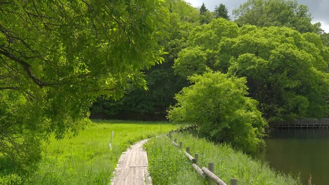 【新城】重川池の遊歩道を舞う柳の綿毛