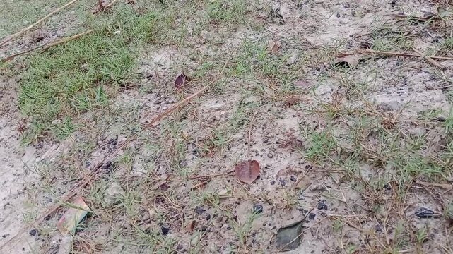 Group of ants crawling on dirt ground with tiny pebbles and dry shisham leaves