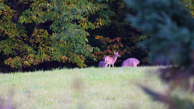 Three whitetail bucks gather as two spar out of view at field edge