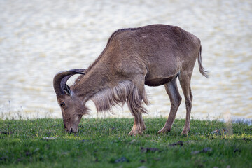 Nilgai antelope grazing on green grass in a field © Xstoria