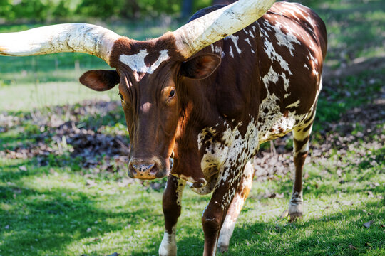 Ankole Watusi longhorn cow with very long horns