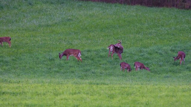 Mature whitetail buck grooms himself as does graze nearby