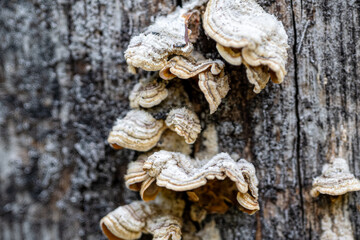 White bracket fungi growing on tree bark © Xstoria