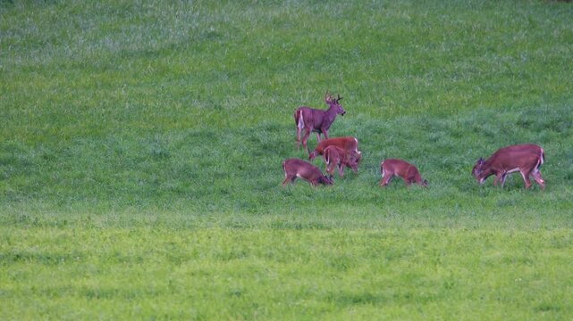 Several whitetail does join mature buck grazing in early fall field