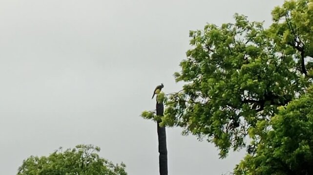 Peacock perched on top of a broken tall palm tree trunk during windy rain