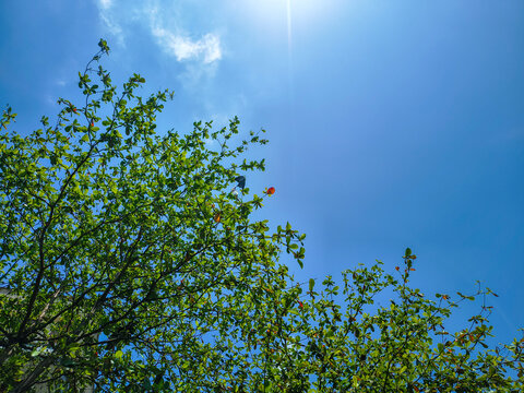 Lush green terminalia catappa tree leaves under sunny sky.