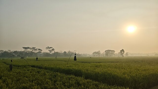 Scenic wide view of green rice fields during a misty morning sunrise
