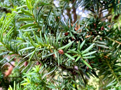 Close up of green yew tree branches with small cones and needle leaves.
