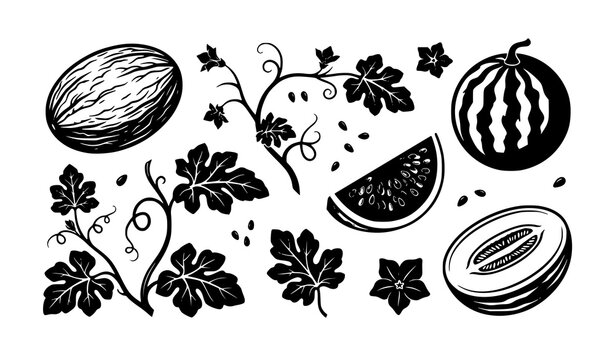 Black White Melon Watermelon Fruit and Vine Leaf Silhouette Vector Collection