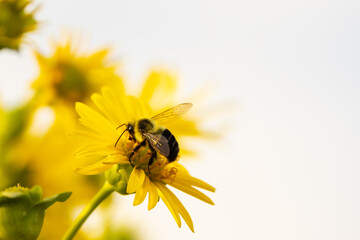 Bee collecting nectar from yellow flower in garden © SNEHIT PHOTO