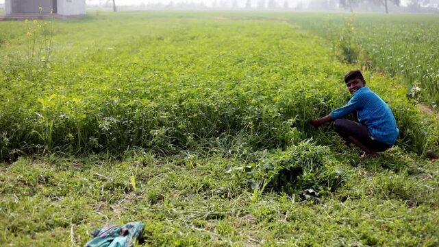 Farmer cutting green crop using sickle use as animal fodder.