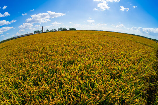 The rice fields are under the blue sky and white clouds