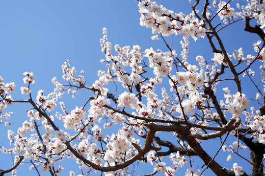 Apricot flowers bloom in spring