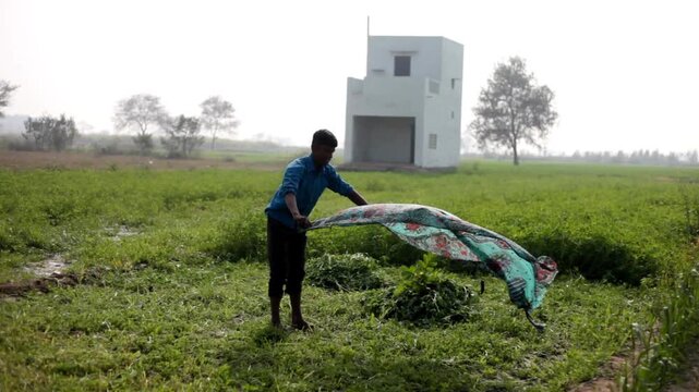 Farmer cutting green crop using sickle use as animal fodder.