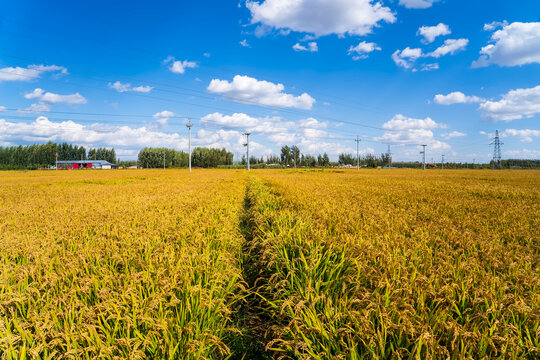 The rice fields are under the blue sky and white clouds