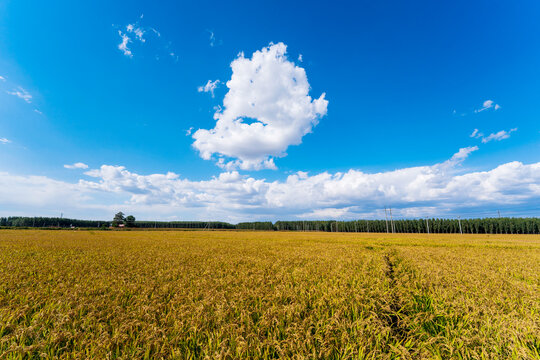 The rice fields are under the blue sky and white clouds