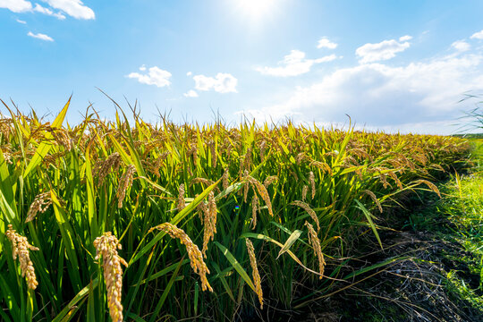The rice fields are under the blue sky and white clouds