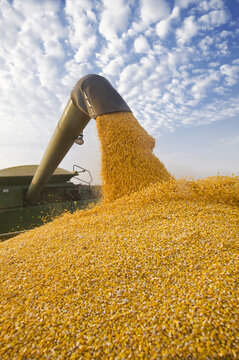 a combine empties into a grain wagon on the go, during the feed/ grain corn harvest,