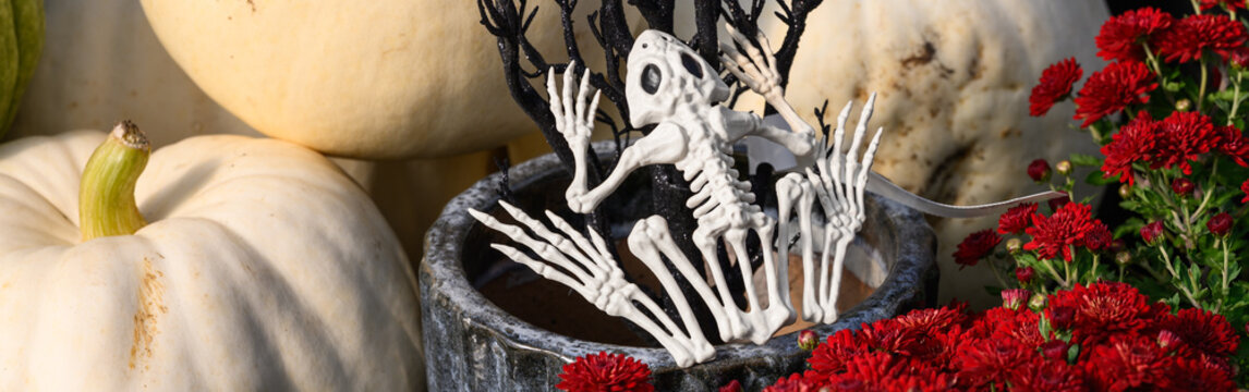 Creepy happy Halloween, plastic frog skeleton with black branches, white ghost pumpkins, red fall blooming chrysanthemum flowers growing, holiday garden decorations

