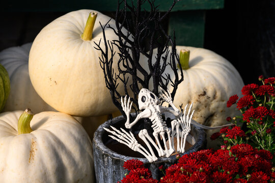 Creepy happy Halloween, plastic frog skeleton with black branches, white ghost pumpkins, red fall blooming chrysanthemum flowers growing, holiday garden decorations
