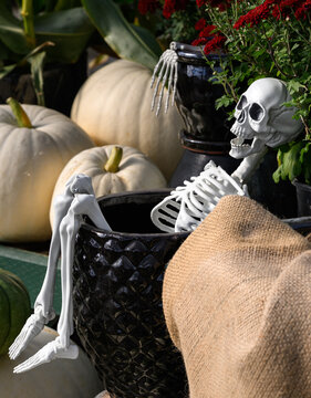 Happy Halloween, plastic human skeleton, white ghost pumpkins, red fall blooming chrysanthemum flowers growing, holiday garden decorations 
